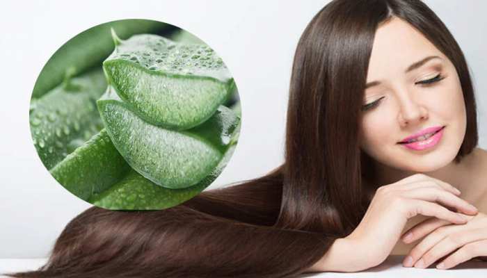 Aloevera benefits for hair growth and skin use this home remedy to get  results like hair spa | Aloevera benefits: हेयर स्पा से कम नहीं है एलोवेरा  का ये मास्क, बालों को