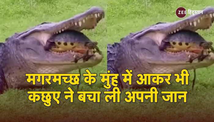 Viral Video: मगरमच्छ के मुंह में आकर भी कछुए ने बचा ली अपनी जान, Video Viral हुआ  