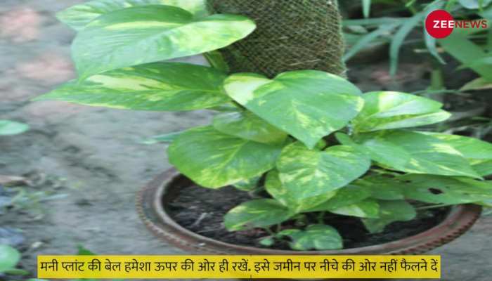 Money Plant Totka: शुक्रवार को मनी प्लांट का ये टोटका बना देगा अरबपति 