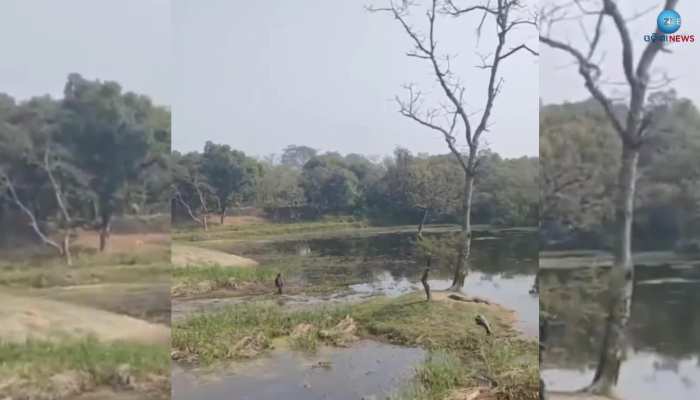 VIDEO: ମଦ ନିଶାରେ କୁମ୍ଭୀର ପାଖରେ ଚାଲି ପହଞ୍ଚିଲେ ବ୍ୟକ୍ତି, ଏହା ପରେ ଯାହା ହେଲା ଆପଣ ନିଜେ ଦେଖନ୍ତୁ