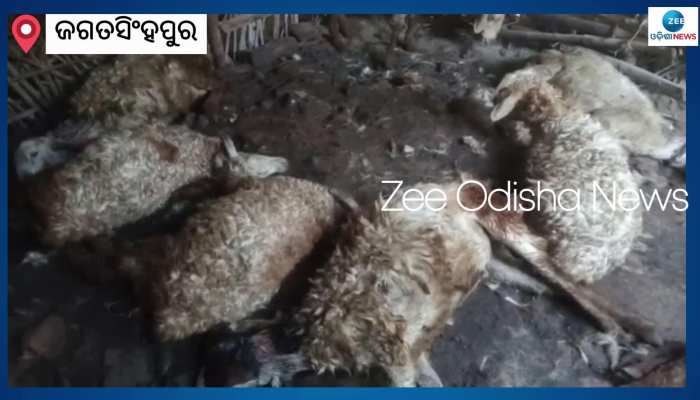ଜଗତସିଂହପୁର ଜିଲ୍ଲା ବିରିଡିରେ ଅଜଣା ଜନ୍ତୁ ଆତଙ୍କ, ଗୁହାଳରେ ମରିପଡ଼ିଛନ୍ତି ମେଣ୍ଢା