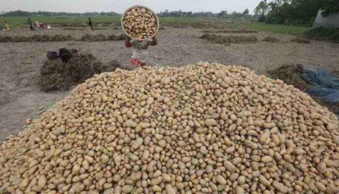 उत्तर प्रदेश में आलू की बंपर खेती के बावजूद क्यों परेशान है किसान, क्या है वजह? 