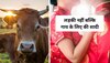 Cow: लड़की नहीं बल्कि उसकी गायों के लिए शादी कर डाली, सामने आया लड़के का चौंकाने वाला 'शौक'