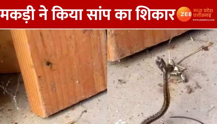 मकड़ी के जाल में फंसा कोबरा सांप, देखिए फिर क्या हुआ Video