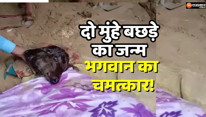Sri Ganganagar News : दो मुंह वाले बछड़े का हुआ जन्म, लोग बोले-ये तो भगवान का अवतार