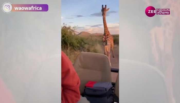 Wildlife Safari Video: फोटोग्राफर की कार के पीछे पड़ा गुस्सेल जिराफ, वीडियो हुआ Viral