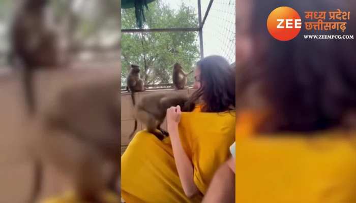 लड़की की गोद में बैठा था बंदर, फिर गुलाटी मार कर टी-शर्ट में घुसा, देखिए Video