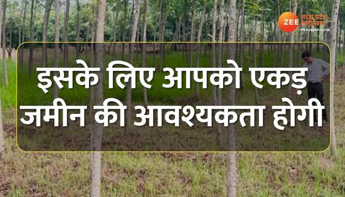 अगर बनना चाहते हैं करोड़पति तो जरूर लगाएं ये पेड़, लागत है बहुत कम