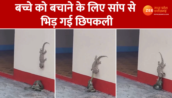 Viral Video: बच्चे को बचाने के लिए सांप से भिड़ गई छिपकली, देखिए मुकाबले में किसकी गई जान