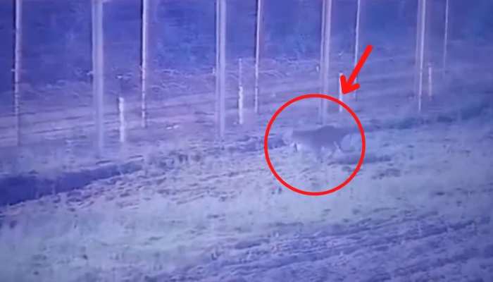 Viral video : कंटीले तारों को पार कर भारत में घुसा पाकिस्तानी तेंदुआ , वीडियो वायरल
