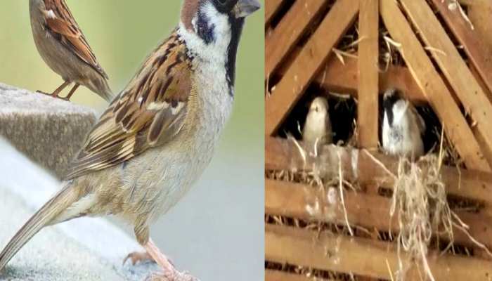 world sparrow day: विश्व गौरेया दिवस पर आप भी करिए कुछ ऐसे प्रयास जो लाए रंग..