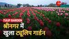 Tulip Garden: Srinagar में खोला गया ट्यूलिप पार्क, जानिए क्या है इसकी खासियत? | Jammu Kashmir