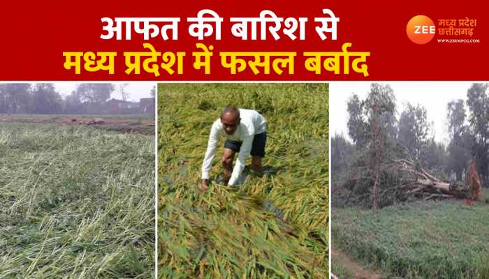 MP: भारी बारिश और ओलावृष्टि ने किसानों के अरमानों पर फेरा पानी , रबी की फसल पूरी तरह बर्बाद