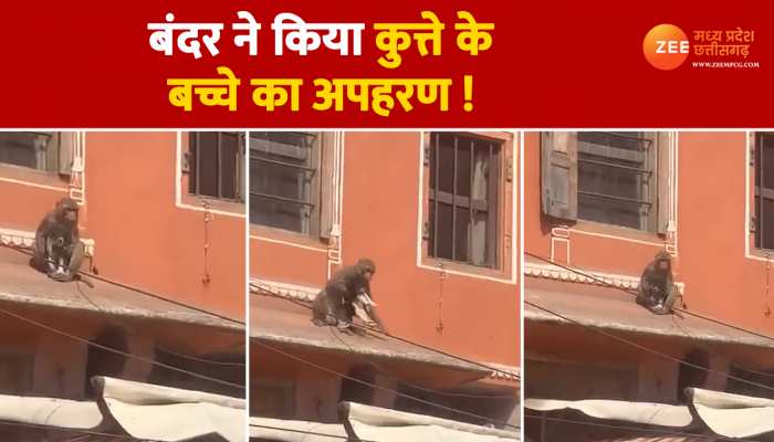 Monkey and dog funny video: बंदर ने किया कुत्ते के बच्चे का अपहरण, कुत्तों की गैंग लग गयी पीछे, वीडियो हुआ वायरल