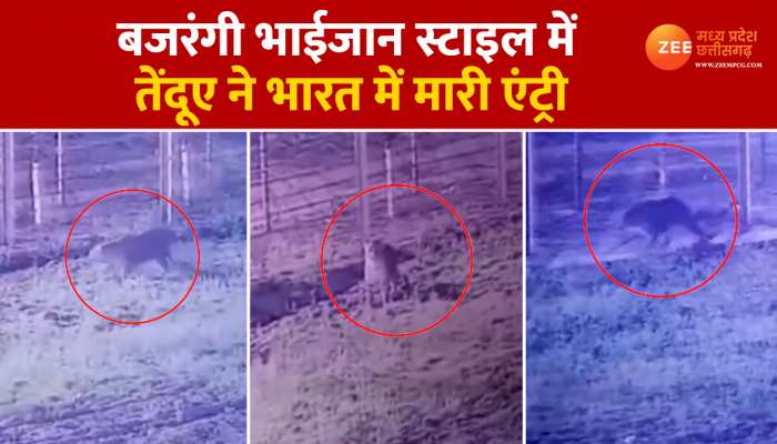 बजरंगी भाईजान स्टाइल में कांटो के नीचे से तेंदूए ने भारत में मारी ऐसी एंट्री, लोगों को याद आया रिफ्यूजी फिल्म का गाना