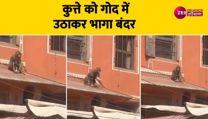 कुत्ते को गोदी में उठाकर छतों पर भागता दिखा बंदर, अपहरण का वीडियो हो रहा वायरल