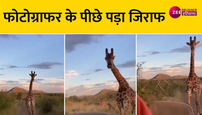 Wildlife Safari Video: फोटोग्राफर की कार के पीछे पड़ा गुस्सेल जिराफ, वीडियो हुआ Viral