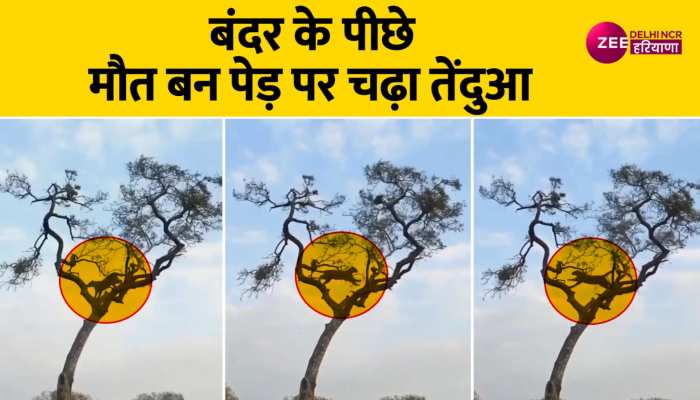 बंदर का शिकार करने पेड़ पर चढ़ा तेंदुआ, फिर जो हुआ वो देख हो जाएंगे हैरान