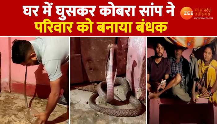 कमरे में नीचे बैठा रहा कोबरा सांप, रैक पर चढ़कर बैठा रहा परिवार, देखिए फिर क्या हुआ Video