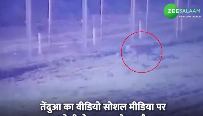 कांटो के नीचे से PAKISTAN से INDIA आया तेंदूआ, वीडियो देख लोगों को याद आई फिल्म Bajrangi Bhaijan