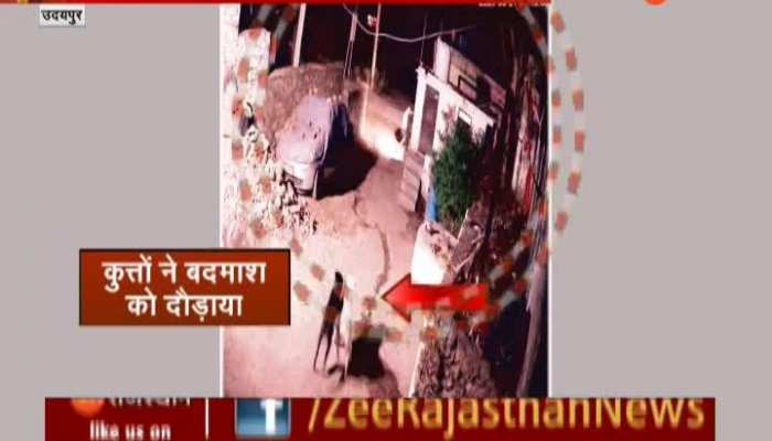 Udaipur News : उदयपुर में सुखेर के रामा गांव में दो कुत्तों की वफादारी की मिसाल, मालिक की बचाई जान