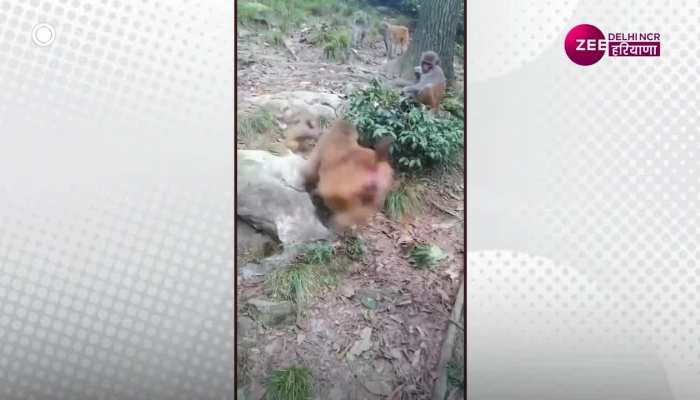 wild life video: बंदरों की आपसी दुश्मनी का शिकार बने बच्चे, वीडियो हुआ वायरल