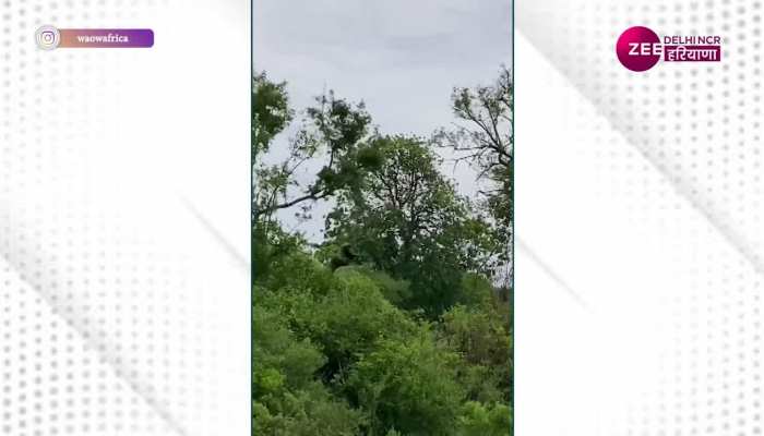 wild life video: तेंदुए ने शिकार के लिए किया कुछ ऐसा, जिसे देख सभी ने दबा ली दांतों तले उंगली, देखें वीडियो