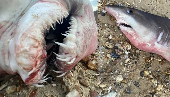 समुद्र के किनारे बहकर आई खूंखार शार्क, देखते ही लोग बोले- ये तो दानव मछली है; अटक गई सांसें
