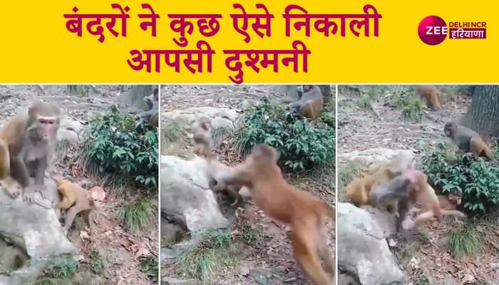 wild life video: बंदरों की आपसी दुश्मनी का शिकार बने बच्चे, वीडियो हुआ वायरल