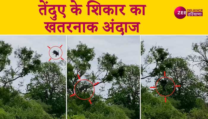 wild life video: तेंदुए ने शिकार के लिए किया कुछ ऐसा, जिसे देख सभी ने दबा ली दांतों तले उंगली, देखें वीडियो