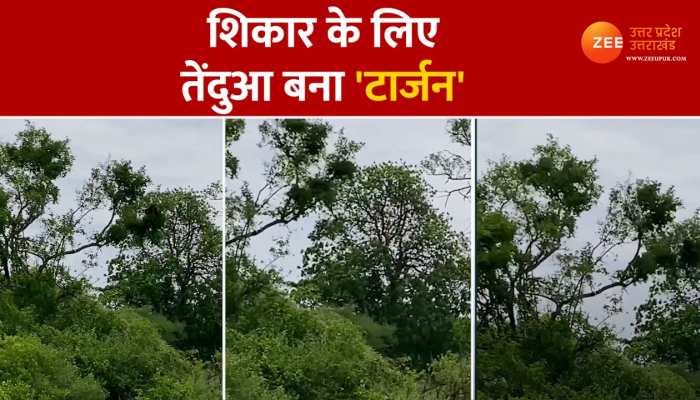 Viral Video: तेंदुए ने बंदर के शिकार के लिए लगा दी जान की बाजी
