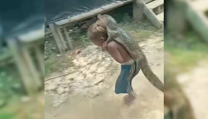 Viral video : बच्चे ने पीठ पर लटकाया खतरनाक मगरमच्छ वीडियो क्लिप हुई वायरल