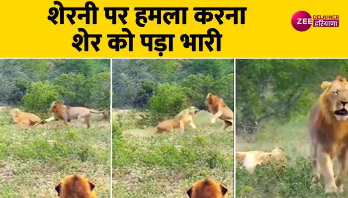 Lion Lioness Fight: शेरनी ने हमले का दिया इतना खतरनाक जवाब, दुम दबाकर भागा बब्बर शेर, देखें वीडियो