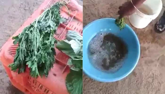 सब्जी को कैमिकल में डुबोते ही हो गई ताजी, देखें हैरान करने वाला Video