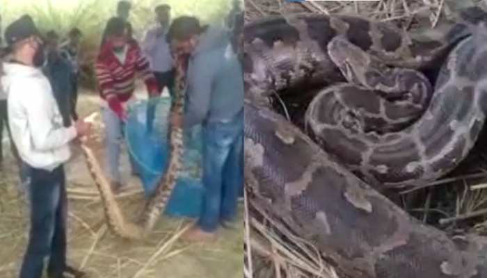 Badaun: अचानक कोल्ड स्टोरेज की बोरियो में से निकला अजगर, मचा हड़कंप