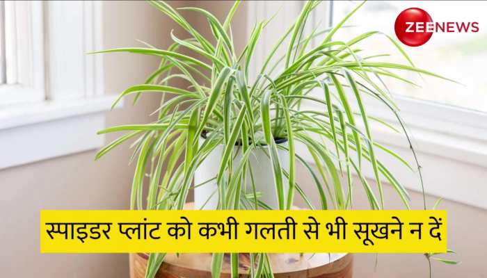 Vastu Plant: घर में लगाते हैं असर दिखाने लगता है ये पौधा, चुंबक की तरह खींचता है धन