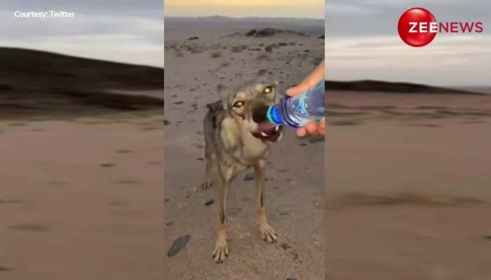 Viral Video: रेगिस्तान में पानी से तड़प रहे भेड़िया की शख्स ने बुझाई प्यास, देख बोले यूजर्स- इंसानियत अभी जिंदा हैं