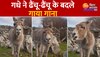 Donkey Viral Video : गधे की है सुरीली आवाज, ढैंचू-ढैंचू के बदले गाता है जबरदस्त गाना