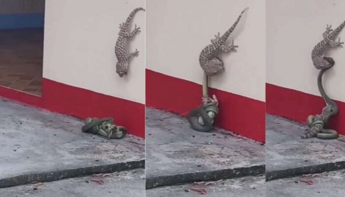 Lizard fought with snake Video: ଛୁଆ ପାଇଁ ମାଆର ଲଢେଇ! ପିଲାକୁ ରକ୍ଷା କରିବାକୁ ସାପ ସହିତ ଲଢ଼ିଲା ଝିଟିପିଟି, ଶେଷ ନିଶ୍ୱାସ ଯାଏଁ କଲା ସଂଗ୍ରାମ, ଦେଖନ୍ତୁ ଭିଡିଓ