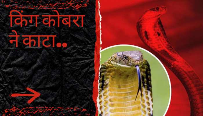जहरीले कोबरा सांप ने महिला को काटा, बहादुर बेटी ने पैर से जहर चूसकर बचाई मां की जान
