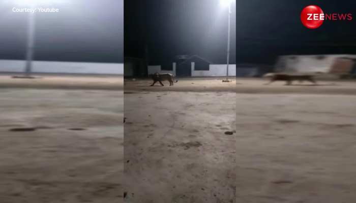 Video: गली के कुत्तों के आगे शेर बना भीगी बिल्ली, देखते दुम दबाकर भागा जंगल का राजा