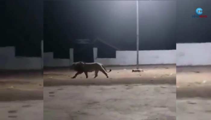 Dog Attack Lion: 'ନିଜ ଗଳିରେ କୁକୁର ମଧ୍ୟ ସିଂହ', ଗାଁକୁ ପଶି ଆସିଥିବା ସିଂହକୁ ଏପରି ଗୋଡ଼ାଇ ବାହାର କଲେ କୁକୁର, ଦେଖନ୍ତୁ ଭିଡ଼ିଓ