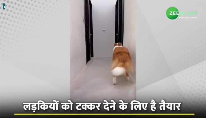 रील्स बनाने में पापा की परियों को टक्कर देगा ये कुत्ता, वीडियो देख लोग भी कर रहे हैं तारीफ!