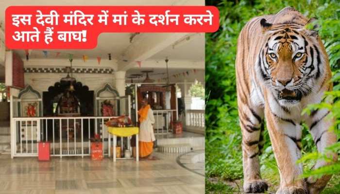 बाघ दर्शन करने आते हैं इस देवी मंदिर में! नवरात्रि में होते हैं चमत्‍कार