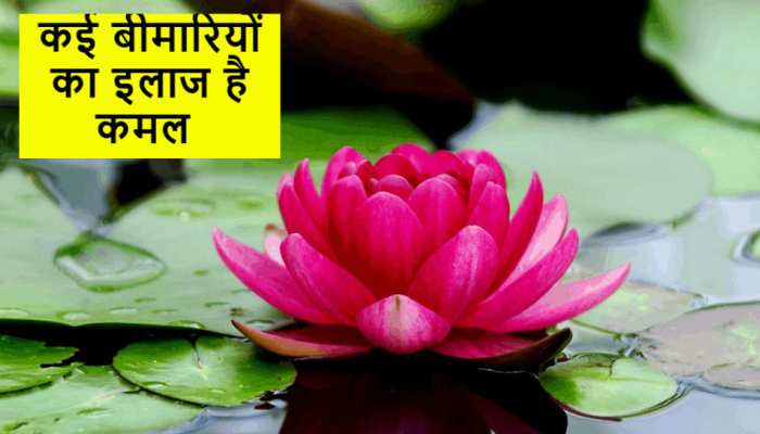 खून की कमी और स्ट्रेस से हैं परेशान? कमल के पौधे के इस हिस्से का करें सेवन