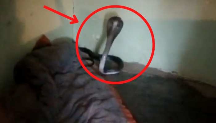 King Cobra Video : रात में सोते वक्त शख्स के बिस्तर में घुसा खतरनाक अजगर , गुदगुदी हुई को उड़े होश