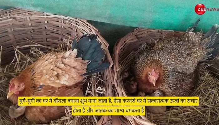 कौन से पक्षी का घर में घोंसला बनाना शुभ होता है और किसका अशुभ? क्या जानते हैं आप, यहां जान लें सही जवाब