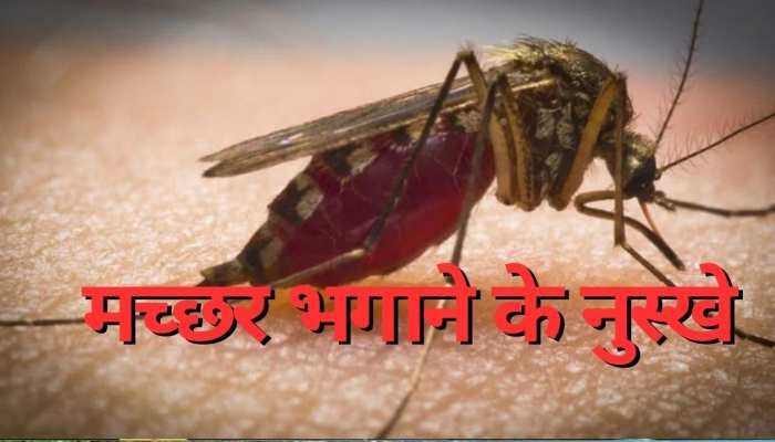 मच्छरों की भिन-भिन ने कर रखा है परेशान? आजमा लें ये 4 घरेलू उपाय, हो जाएंगे गायब
