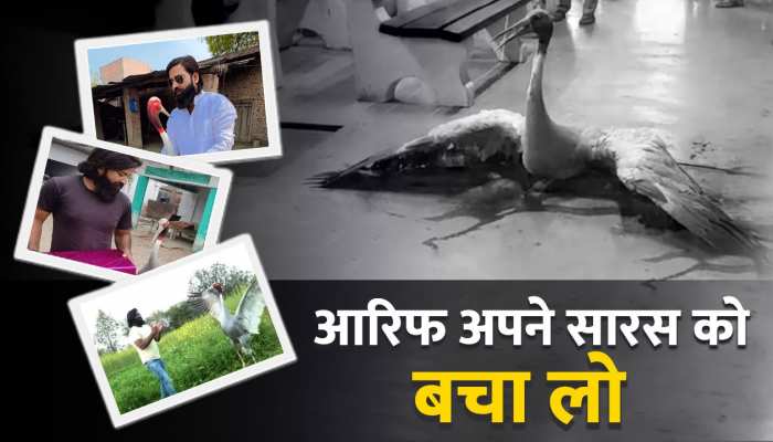 Saras And Arif: रेलवे स्टेशन पर घायल हालत में मिला आरिफ का सारस, सोशल मीडिया पर लोग बोले- आरिफ अपने सारस को बचा लो