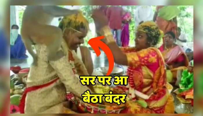 Viral Video : शादी की रस्म के बीच आ गया बंदर, दूल्हा-दुल्हन के सर पर ये कर डाला